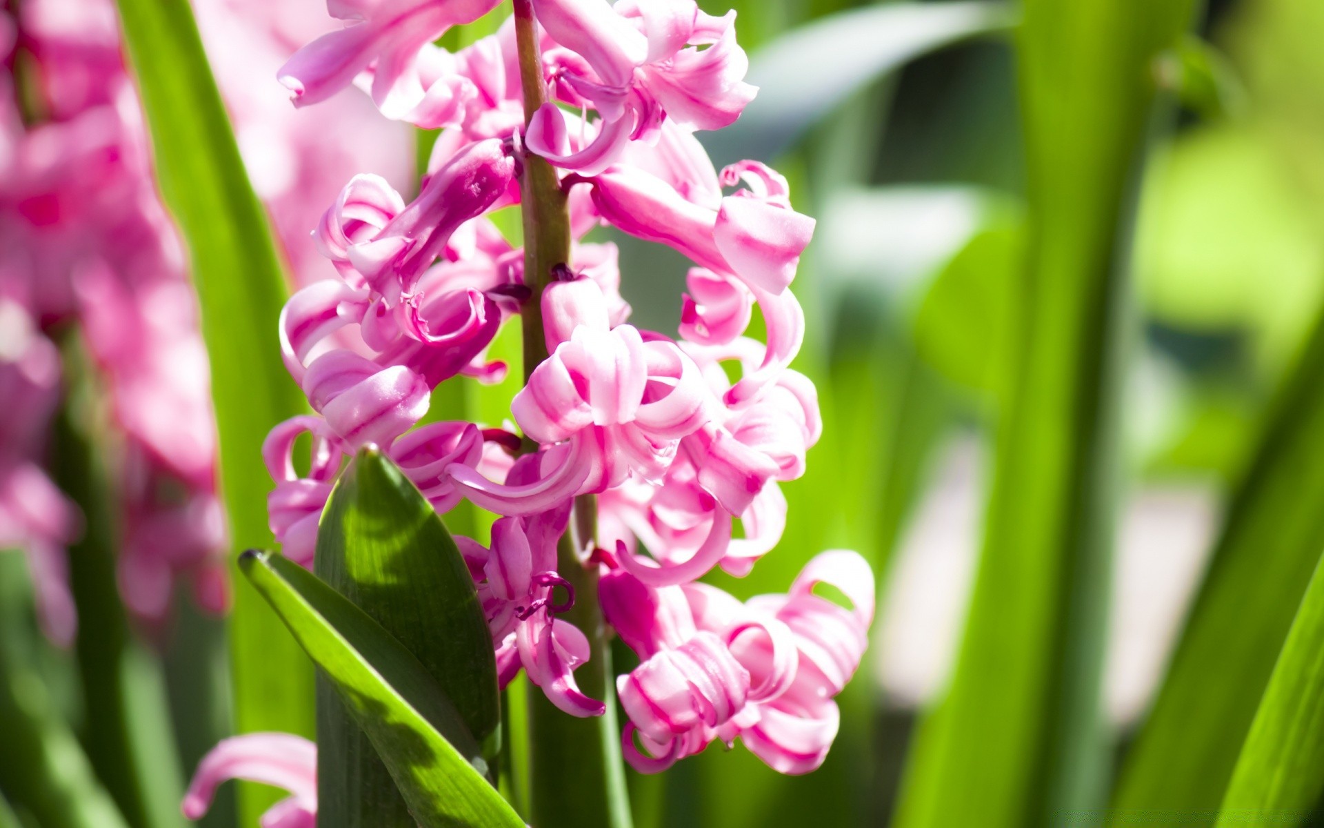 spring flora nature leaf garden flower summer color floral growth petal husk bright blooming season close-up