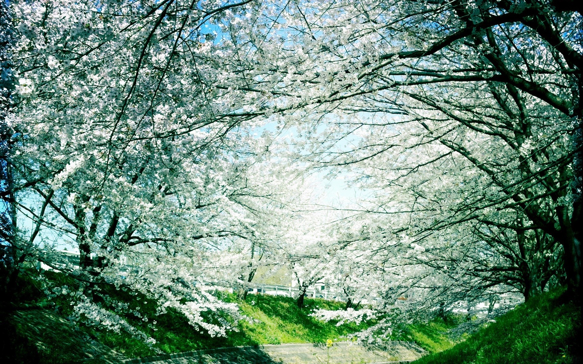 frühling baum saison landschaft zweig park holz natur blatt nebel landschaft umwelt im freien dämmerung szene winter landschaftlich gutes wetter wetter guide flora