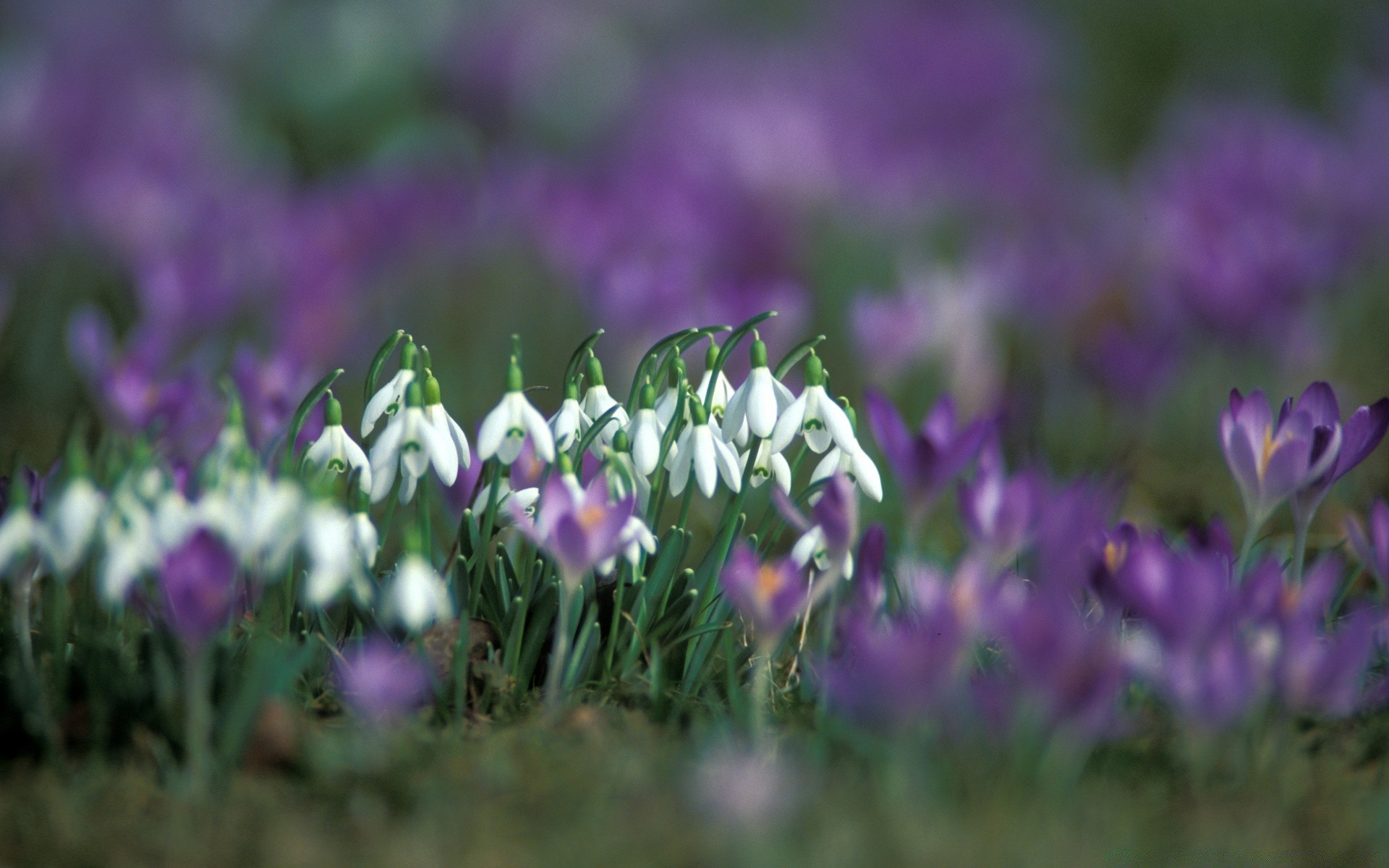 spring flower nature garden grass flora field easter hayfield crocus fair weather outdoors violet leaf growth blooming floral summer season bright