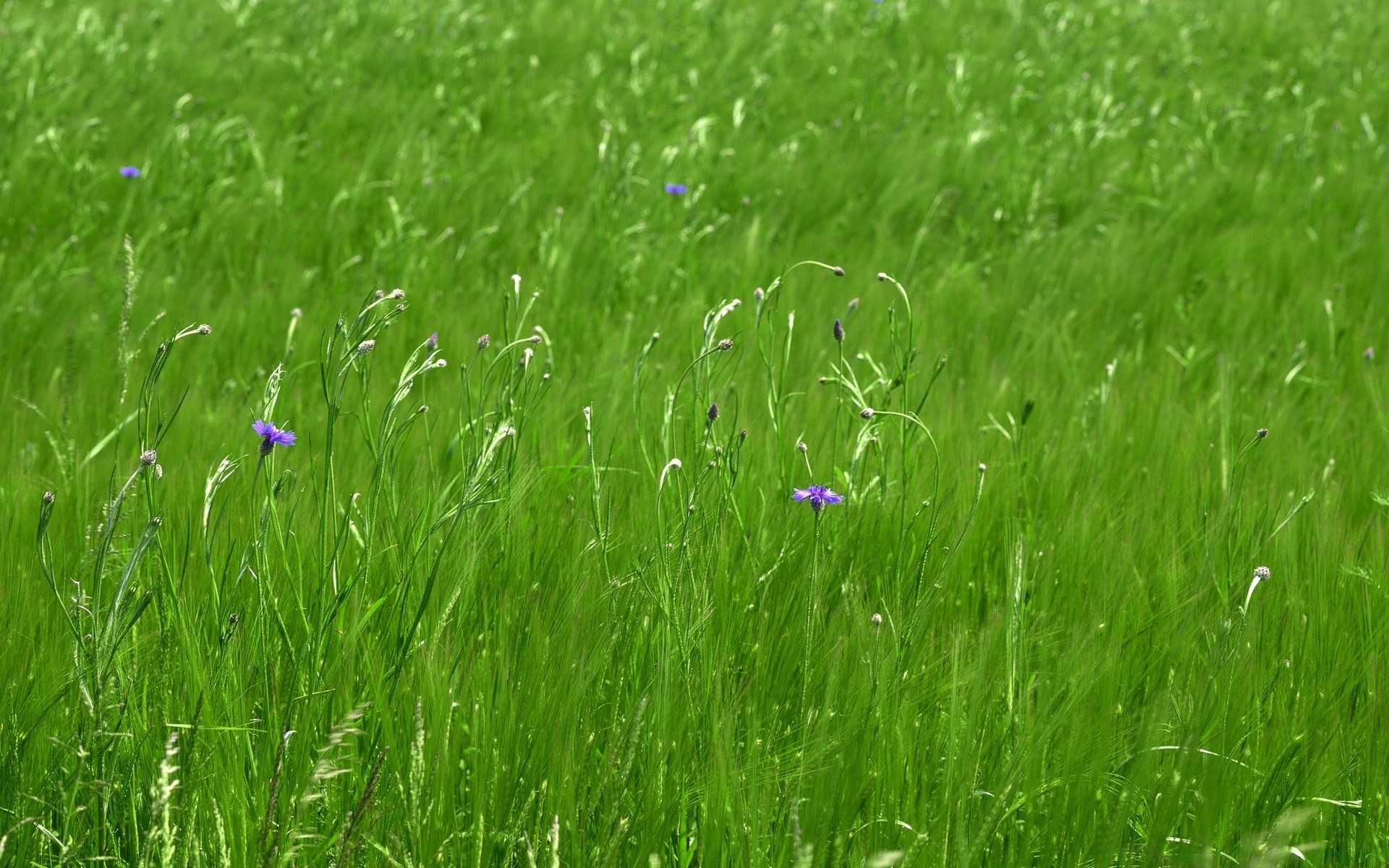 printemps herbe foin pelouse champ été croissance rural flore nature pâturage pâturage environnement beau temps jardin extérieur soleil saison sol feuille