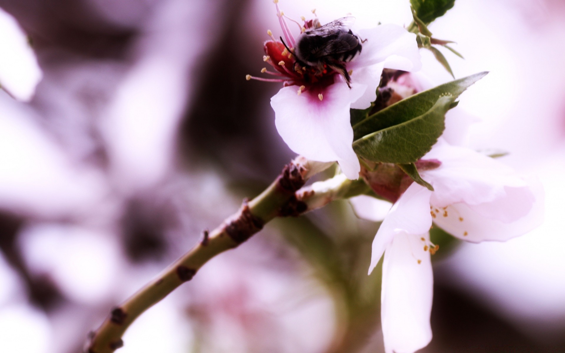 frühling natur blume blatt baum im freien kirsche zweig unschärfe flora apfel kumpel garten insekt