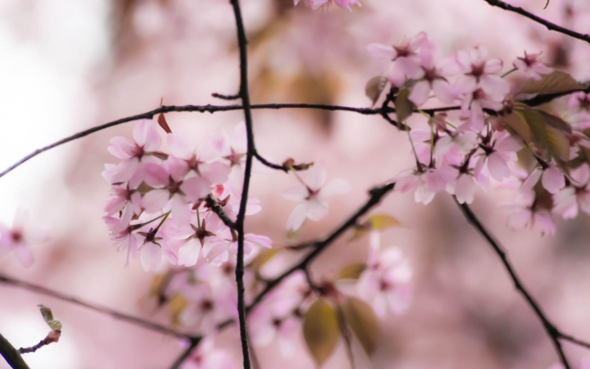 spring flower cherry nature branch tree flora leaf garden dof growth petal blooming apple close-up blur bud delicate outdoors summer