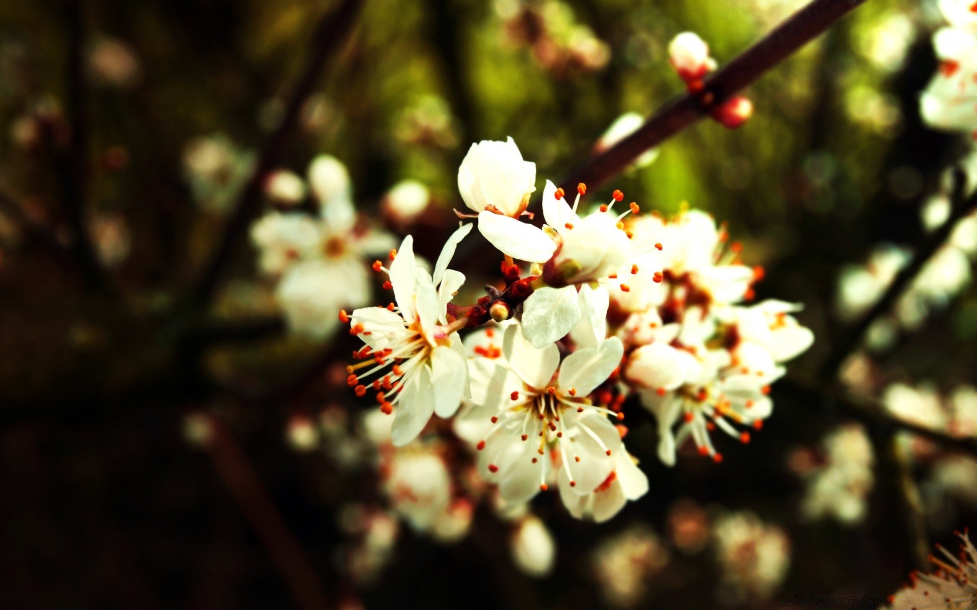 spring flower cherry apple nature tree branch bud flora garden leaf outdoors blooming petal blur growth