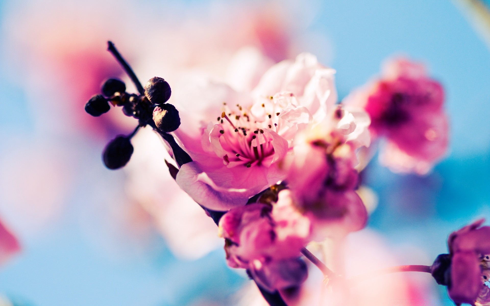 primavera flor natureza borrão verão ao ar livre flora jardim folha dof bom tempo