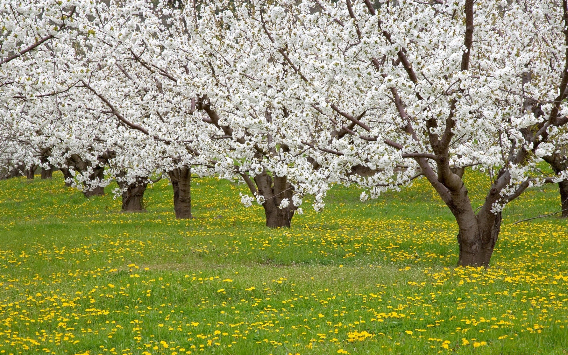 primavera albero fiore di ciliegio primavera paesaggio mela ramo stagione parco natura flora crescita albero da frutto giardino foglia melo all aperto rurale fioritura