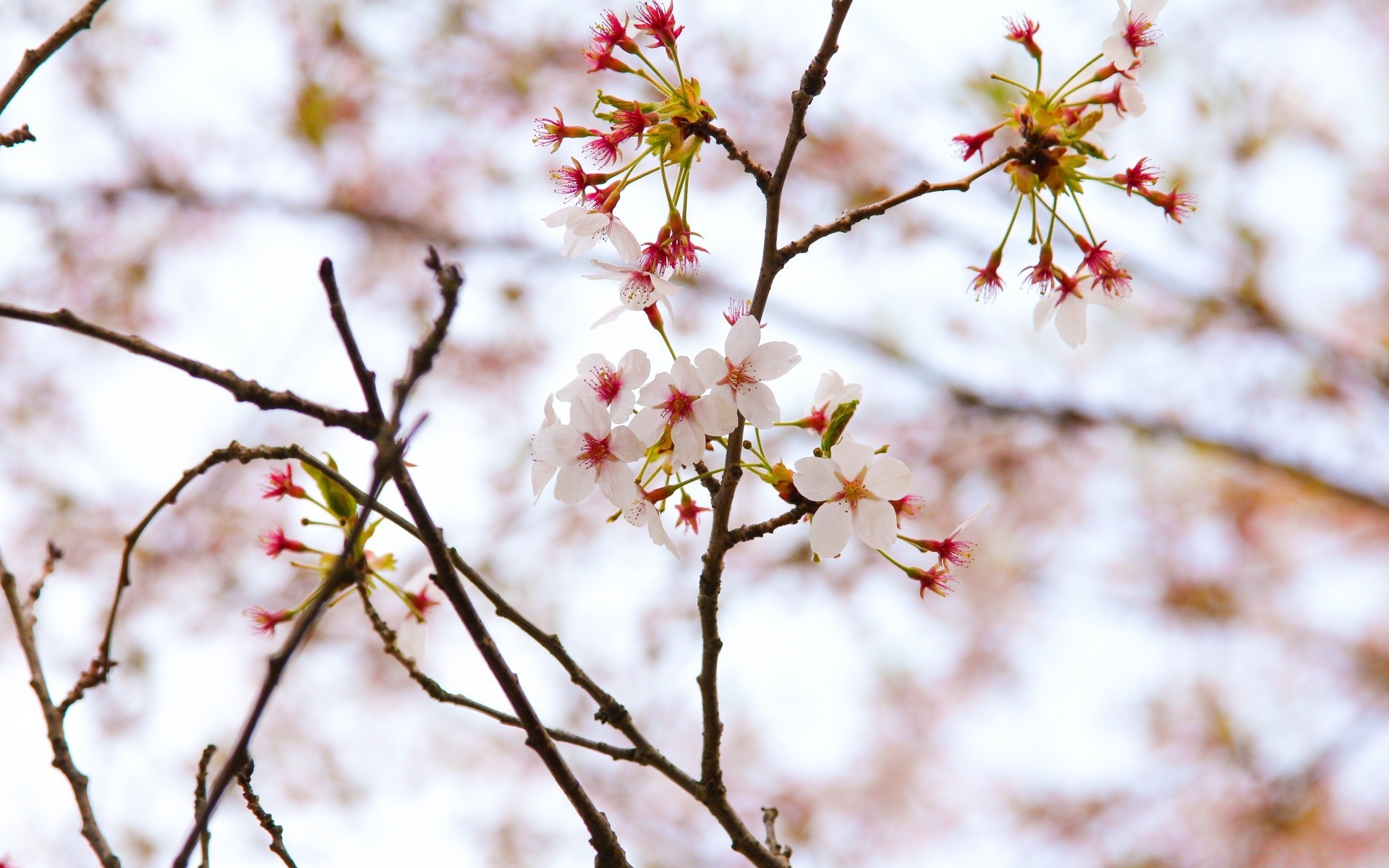 primavera natura fiore ciliegio ramo albero all aperto luminoso crescita foglia inverno bel tempo flora stagione mela compagno