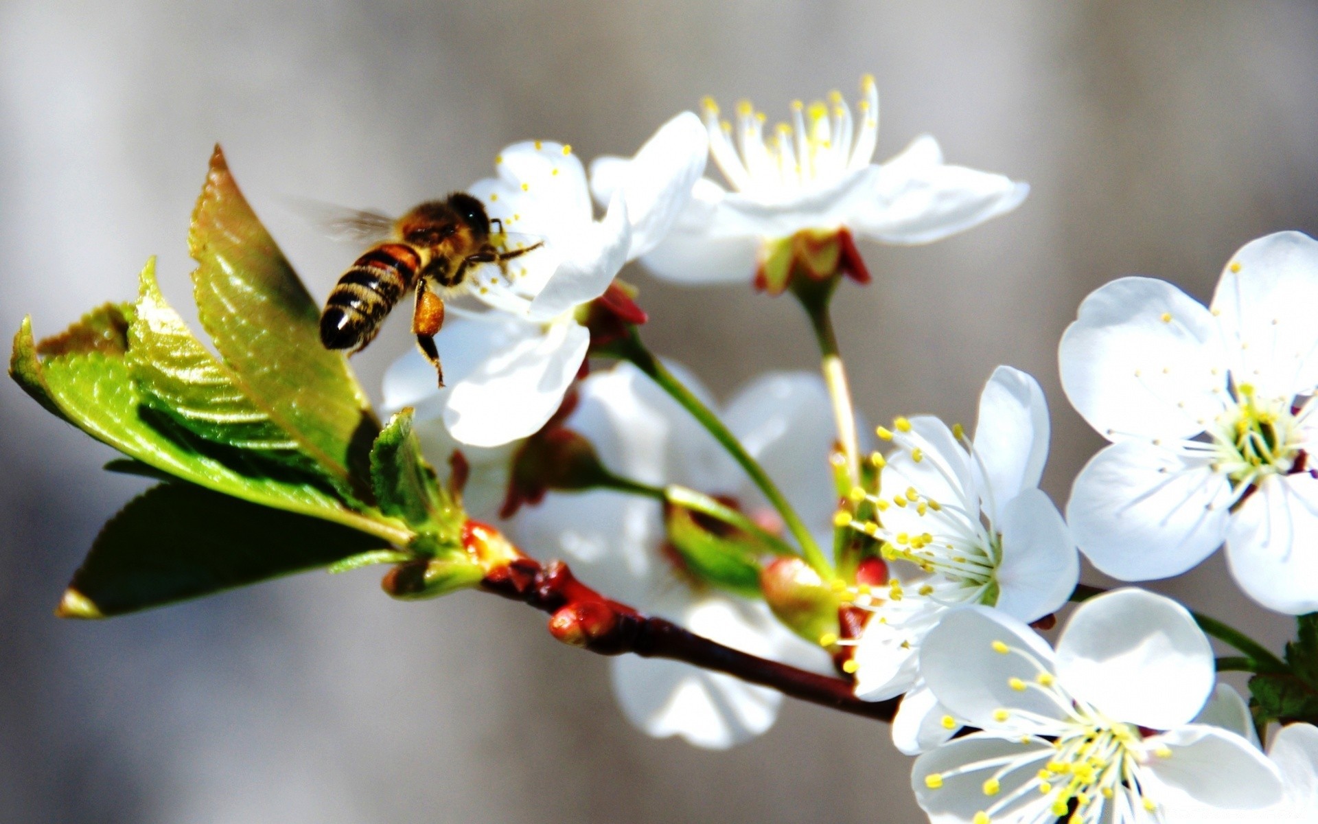 spring bee flower nature insect pollen honey pollination leaf flora petal summer honeybee outdoors cherry garden wasp tree apple nectar