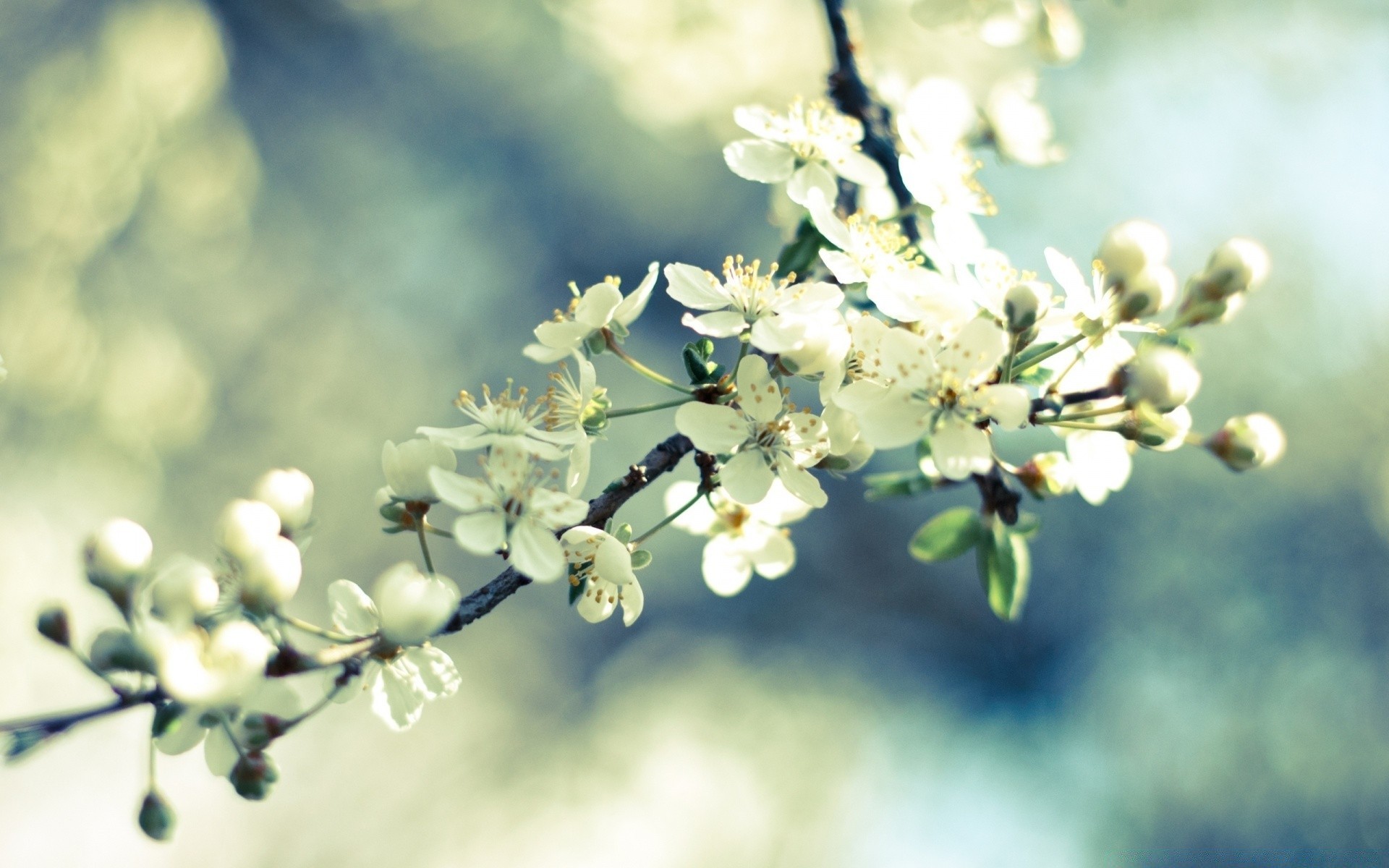 primavera fiore albero ramo natura ciliegia flora stagione foglia mela giardino compagno fioritura floreale crescita sfocatura all aperto bel tempo petalo estate