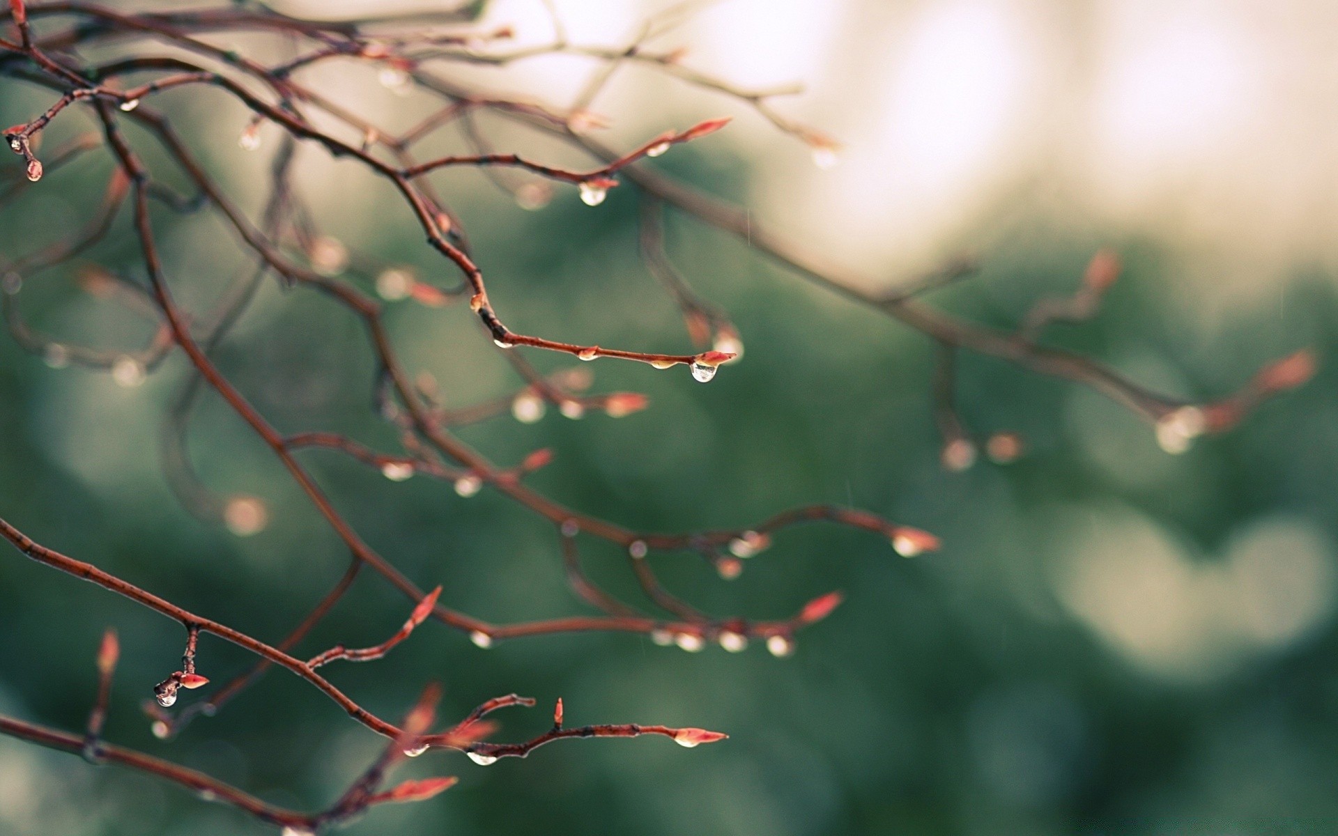 primavera hoja invierno naturaleza árbol desenfoque otoño abstracto luz lluvia al aire libre dof rama flor color flora