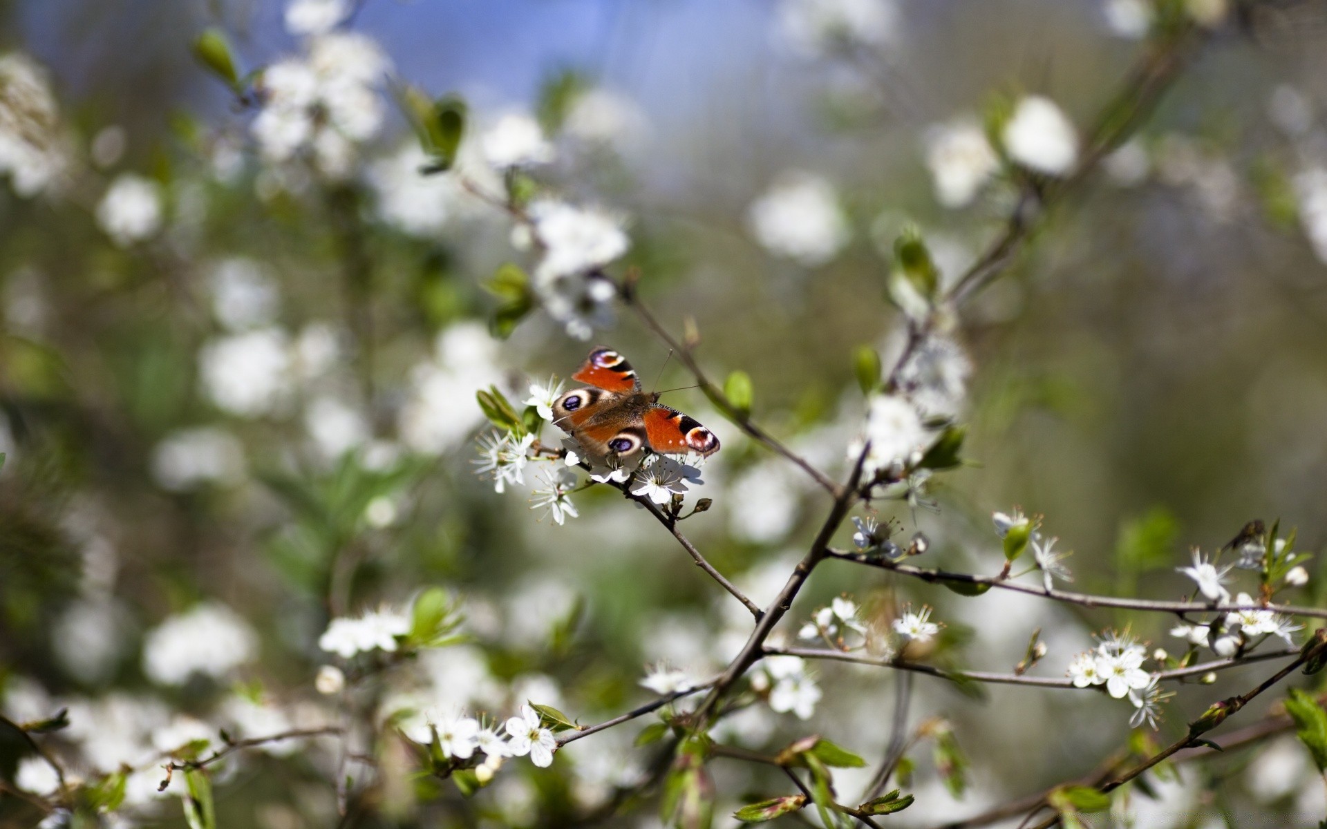 spring nature flower insect outdoors garden leaf flora close-up summer season butterfly tree color fair weather environment