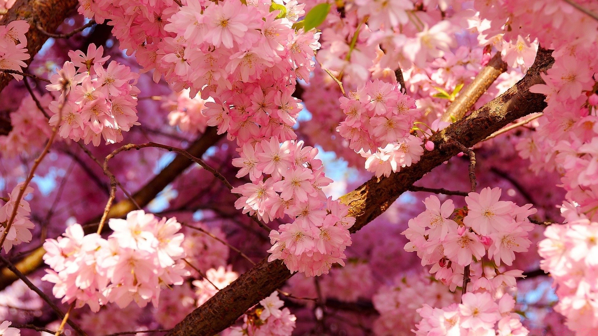 spring flower cherry branch tree flora blooming nature garden season petal floral leaf apple close-up bud springtime park delicate color