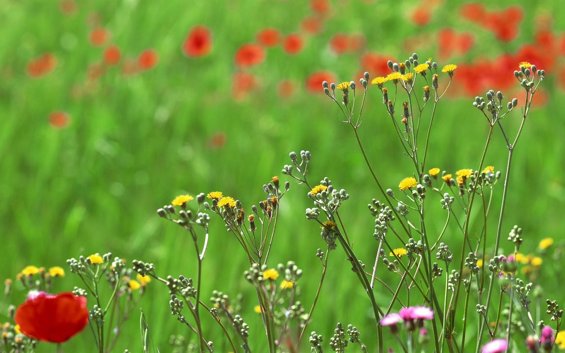 primavera fiore natura estate campo erba flora papavero fieno foglia giardino rurale crescita all aperto selvaggio bel tempo floreale sole