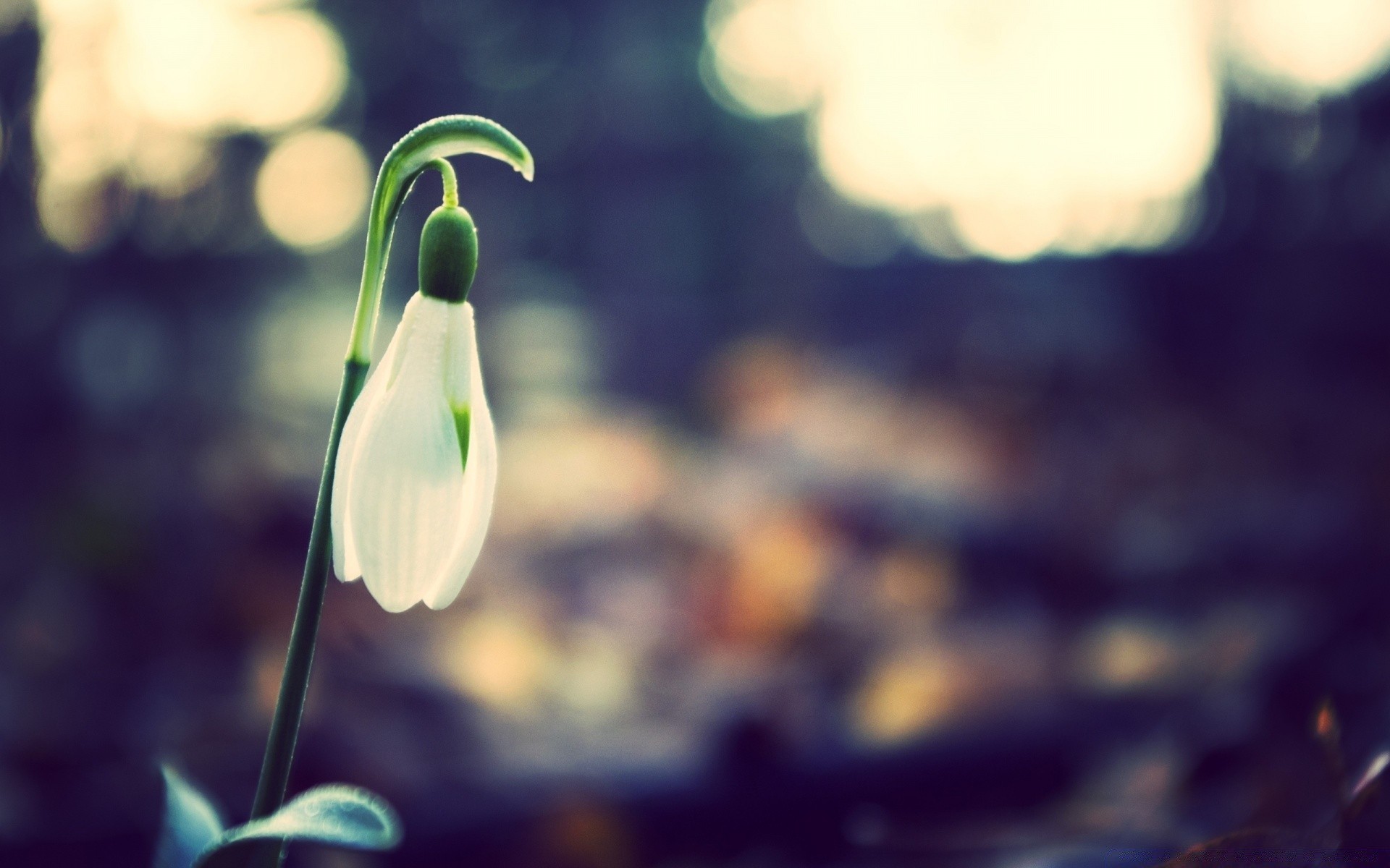 primavera borrão natureza ao ar livre luz flor folha inverno brilhante queda flora bom tempo desktop cor