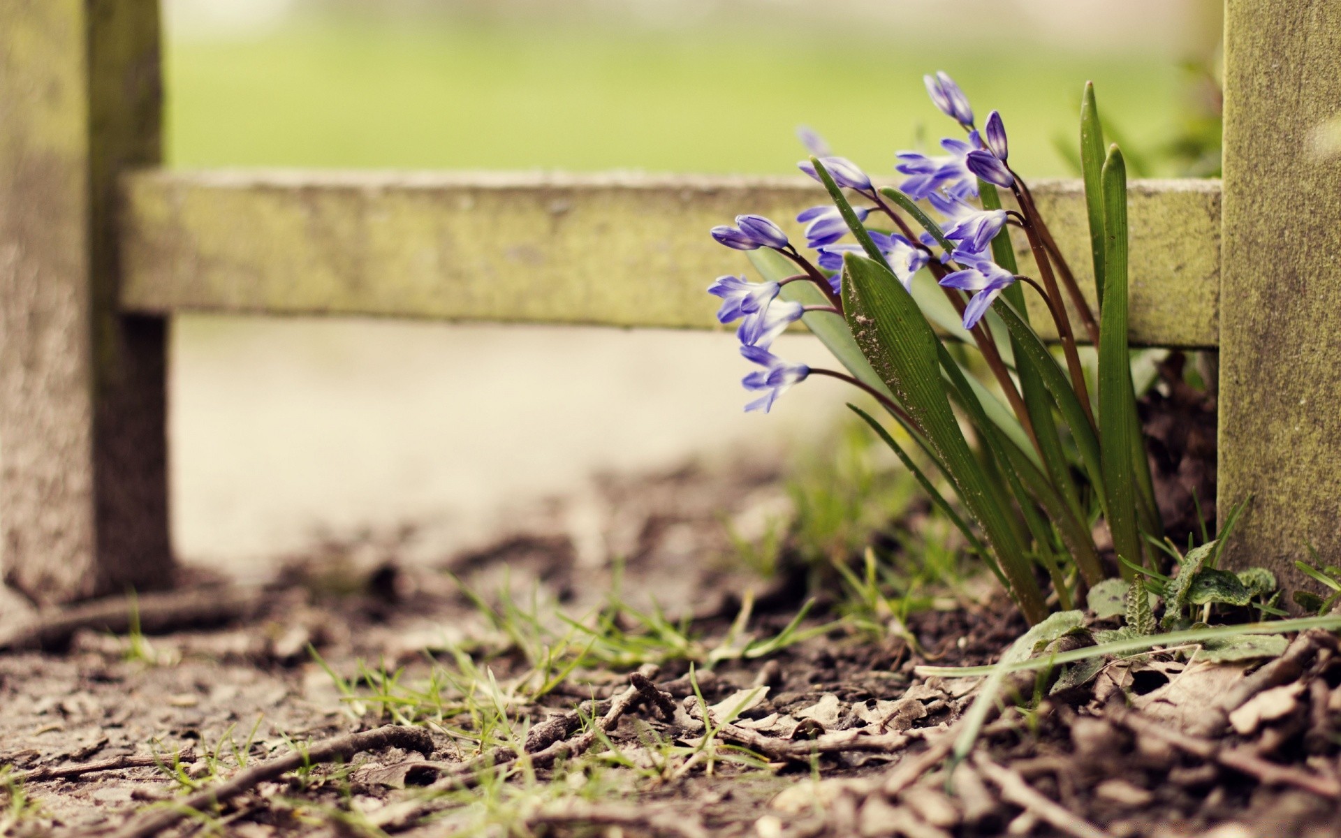 spring flower nature grass garden flora summer outdoors wood leaf color