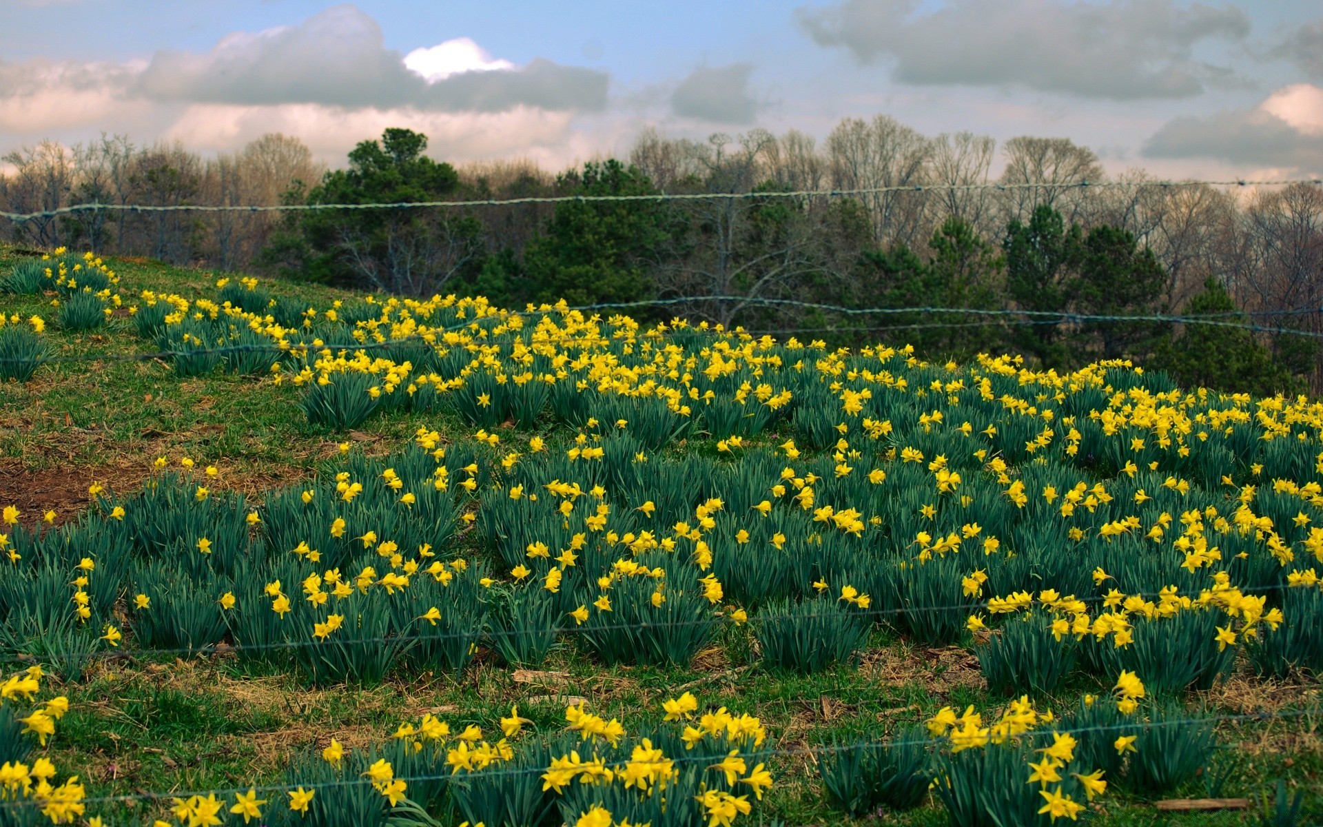 primavera fiore natura erba flora fieno campo all aperto paesaggio giardino stagione floreale foglia rurale estate narciso bel tempo fiore parco primavera