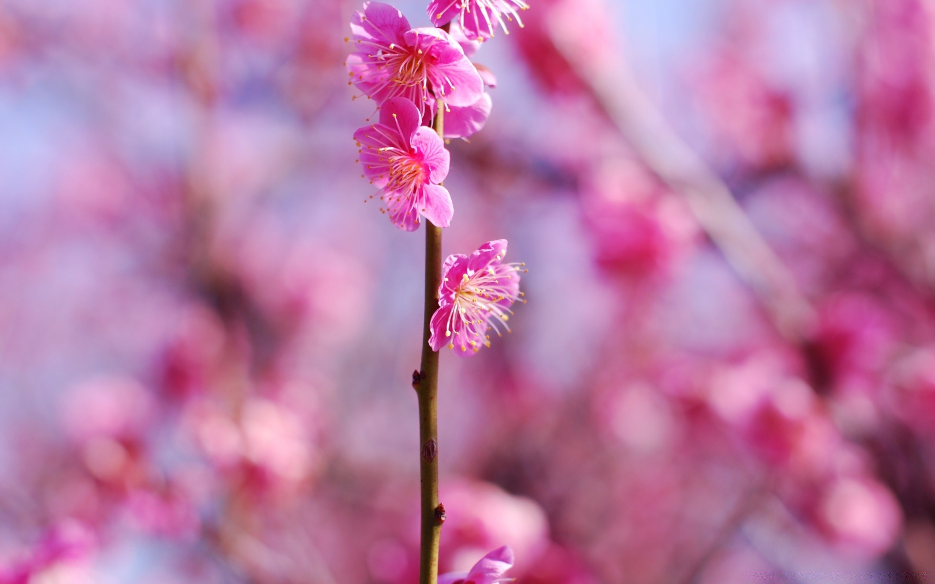 primavera fiore natura flora giardino ramo di un albero fiore di ciliegio crescita stagione petalo di colore brillante delicato floreale foglia buddy primavera all aperto