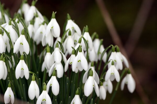 Weiße Frühlingsblumen im Blumenstrauß