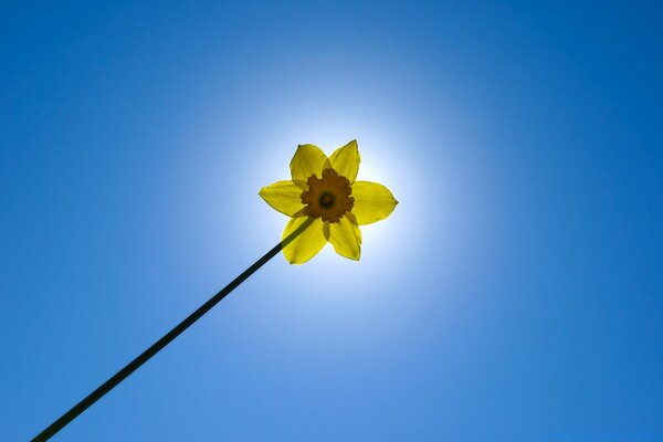 Cute flower on the background of a clear blue sky