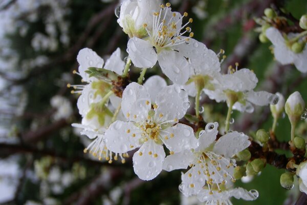 Delicate apple blossom after rain