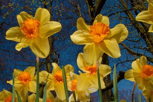 Yellow daffodils in a clearing