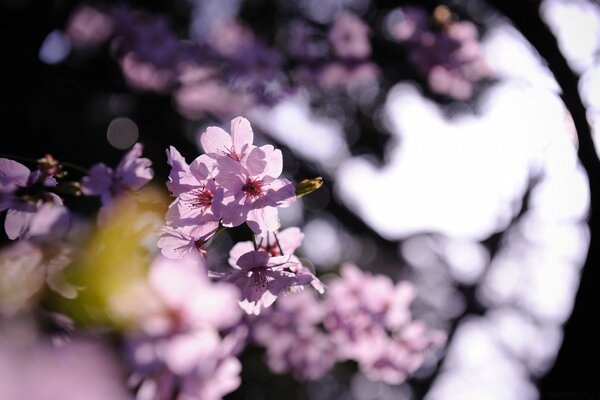 Pink flower on a tree branch