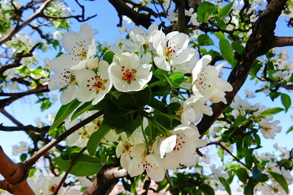 Le printemps est venu-la fleur du pommier