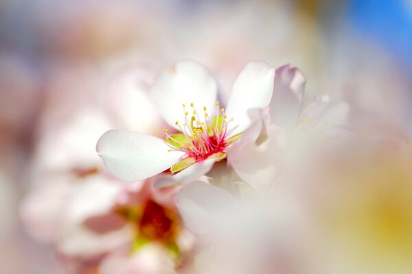 A pale pink flower on a blurry background