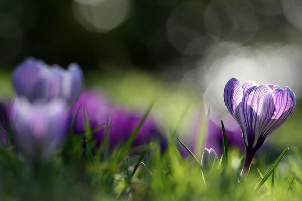 Spring flowers surrounded by grass