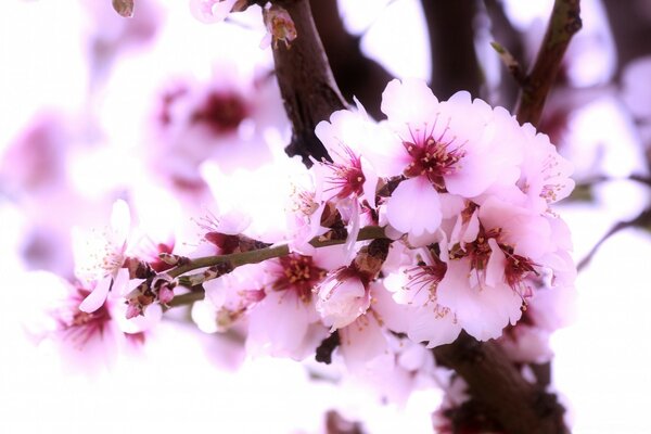 Pétalas de cereja rosa delicadas