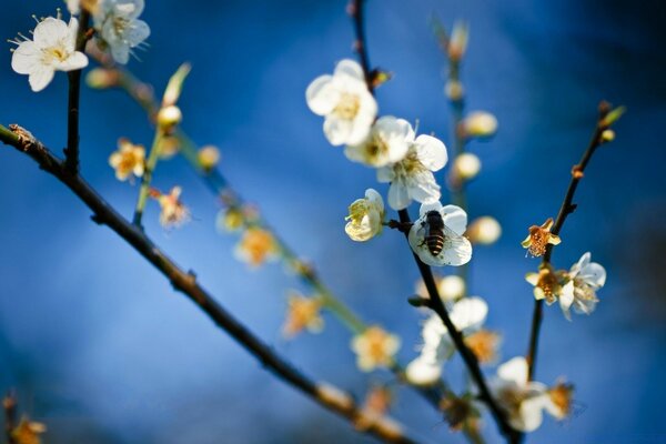 A bee flew on a twig of cherry blossoms