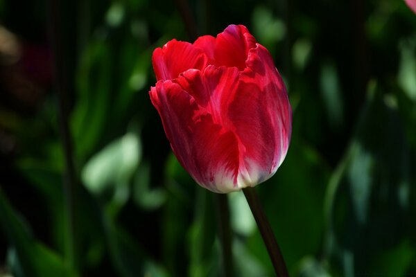 Capullo de flor roja cerrado