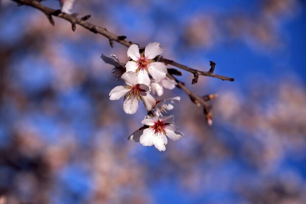 Ast mit Blumen und Knospen