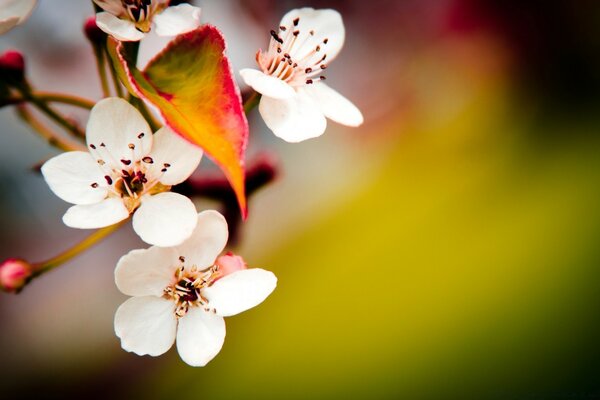 A delicate flower on a blurry background