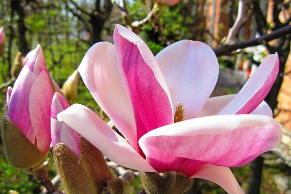 Gran flor de Magnolia rosa