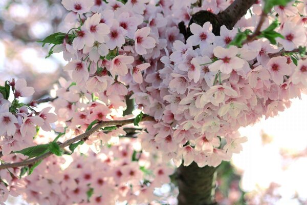 A blooming tree with pink flowers