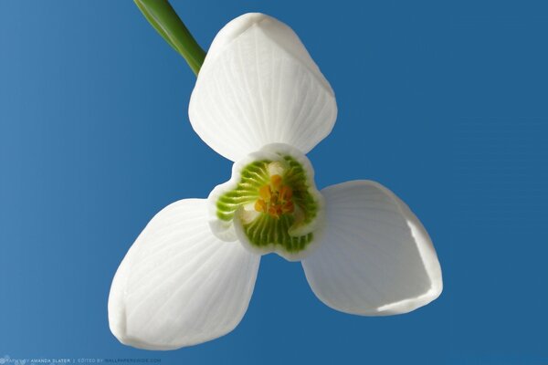 Frühling weiße Blume auf blauem Himmel Hintergrund