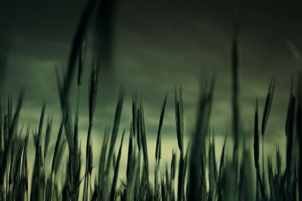 Campos verdes de trigo e tempestade