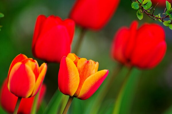 Red tulips on a green background