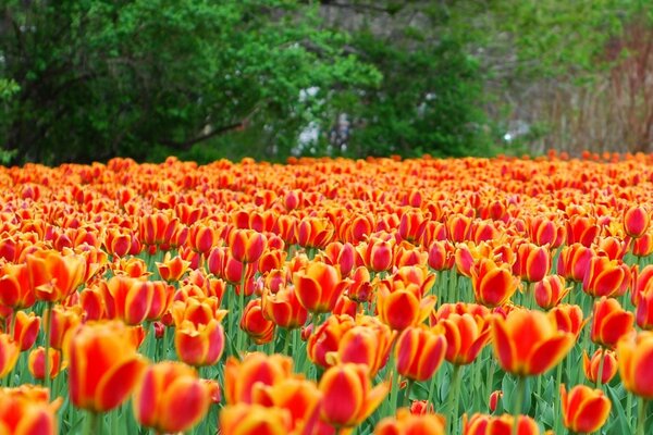 Helle schöne Tulpen auf einem großen Blumenbeet