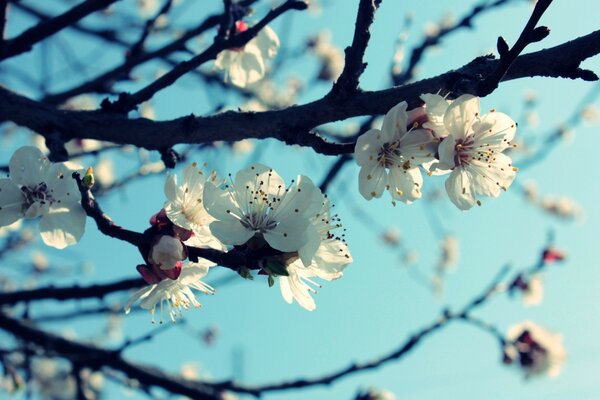 Réveil de printemps d un cerisier