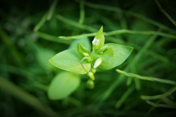 Natura primaverile-risveglio primaverile