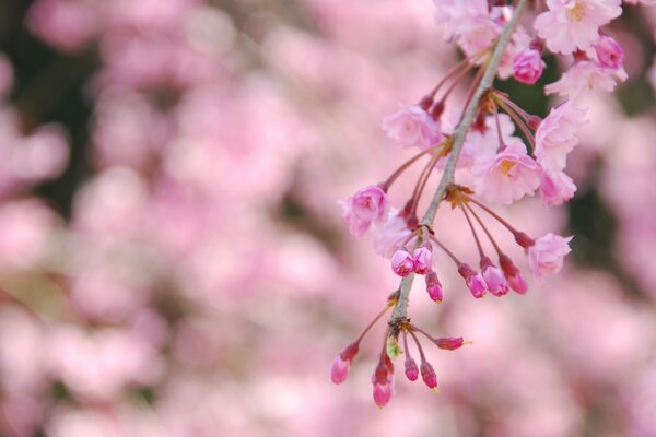 Fiori di ciliegio delicati in primavera