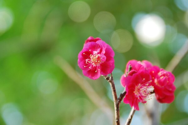 A tree blooming with pink flowers