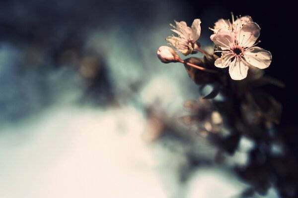 A small flower on a blurred background