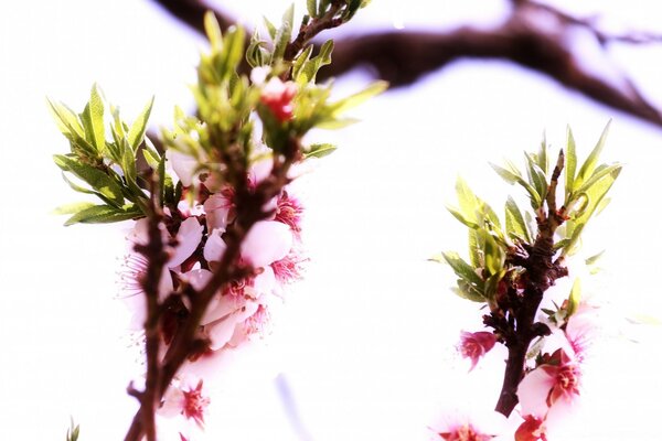 Zwei Zweige eines Baumes mit Blumen