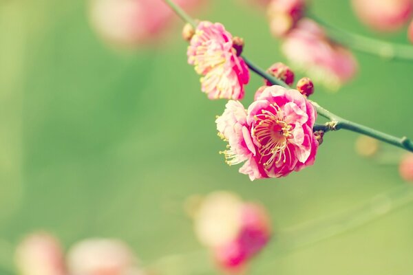 Die rosa Blütenknospen sind duftend