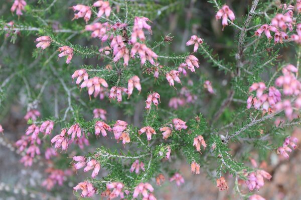 Albero delicato con fiori rosa