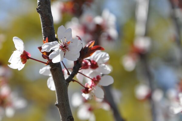 The blossoming cherry tree gives off in spring