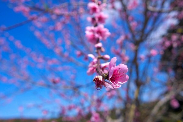 Les fleurs s épanouissent signifie que le printemps est venu