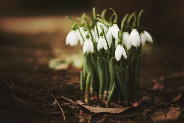 Lonely delicate white Lilies of the Valley